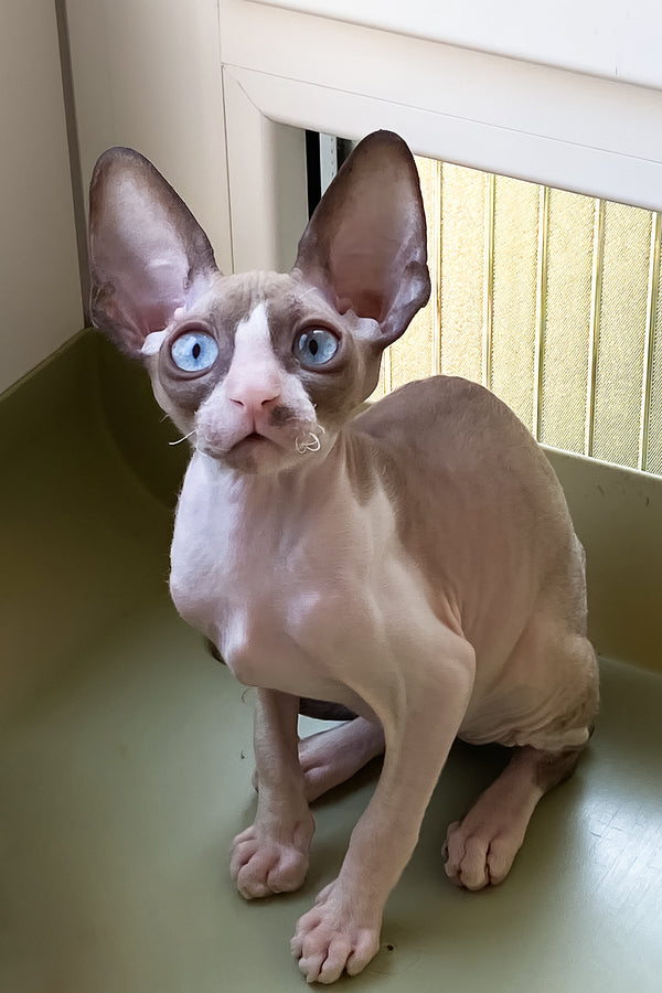 Marfa | Cornish Rex Kitten