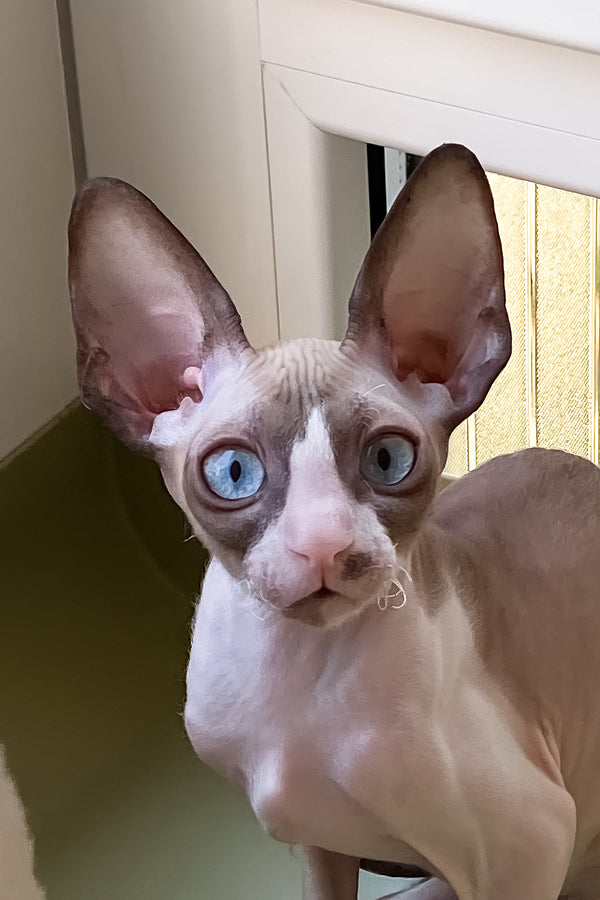 Marfa | Cornish Rex Kitten