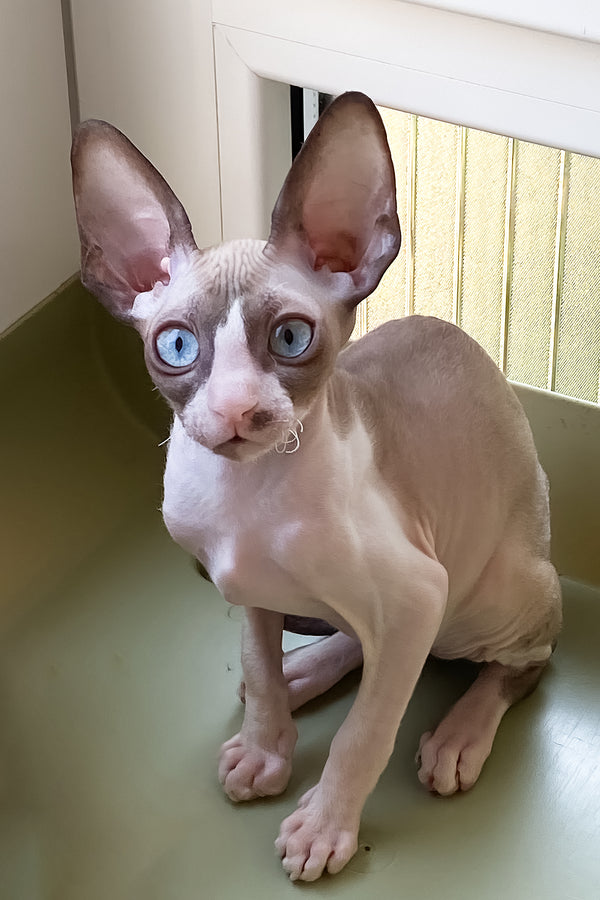 Marfa | Cornish Rex Kitten