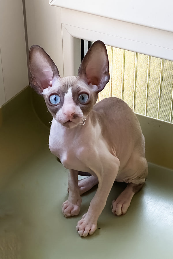 Marfa | Cornish Rex Kitten