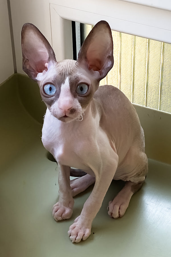 Marfa | Cornish Rex Kitten