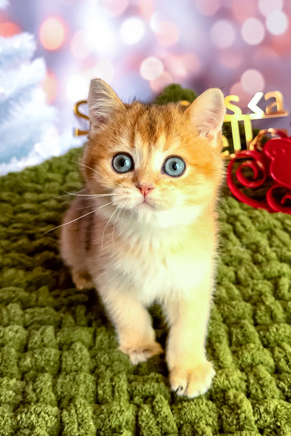 Margo | Scottish Straight Kitten