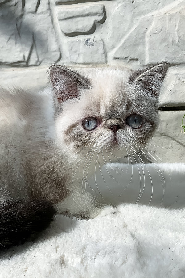 Margo | Exotic Shorthair Kitten