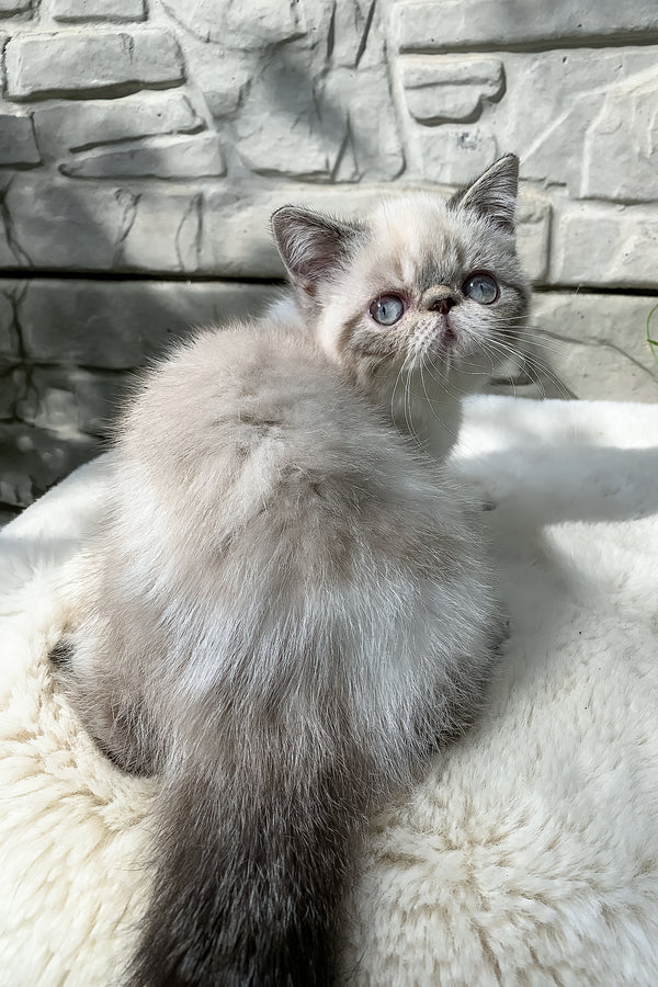 Margo | Exotic Shorthair Kitten