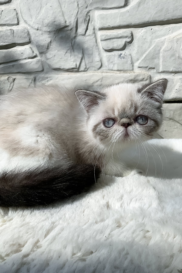 Margo | Exotic Shorthair Kitten