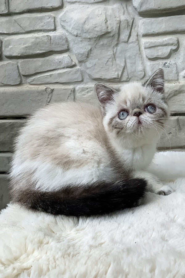 Margo | Exotic Shorthair Kitten