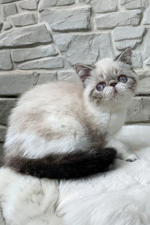Margo | Exotic Shorthair Kitten