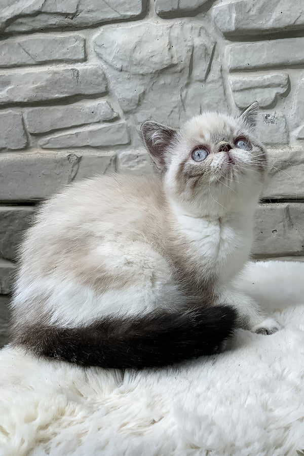 Margo | Exotic Shorthair Kitten