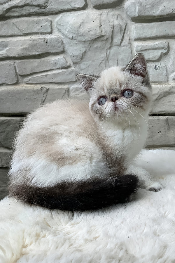 Margo | Exotic Shorthair Kitten
