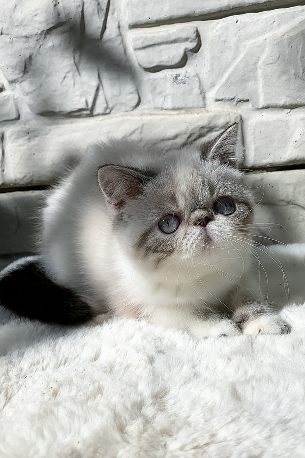 Margo | Exotic Shorthair Kitten