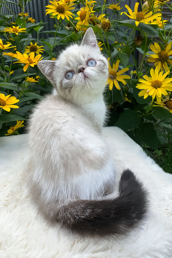 Margo | Exotic Shorthair Kitten