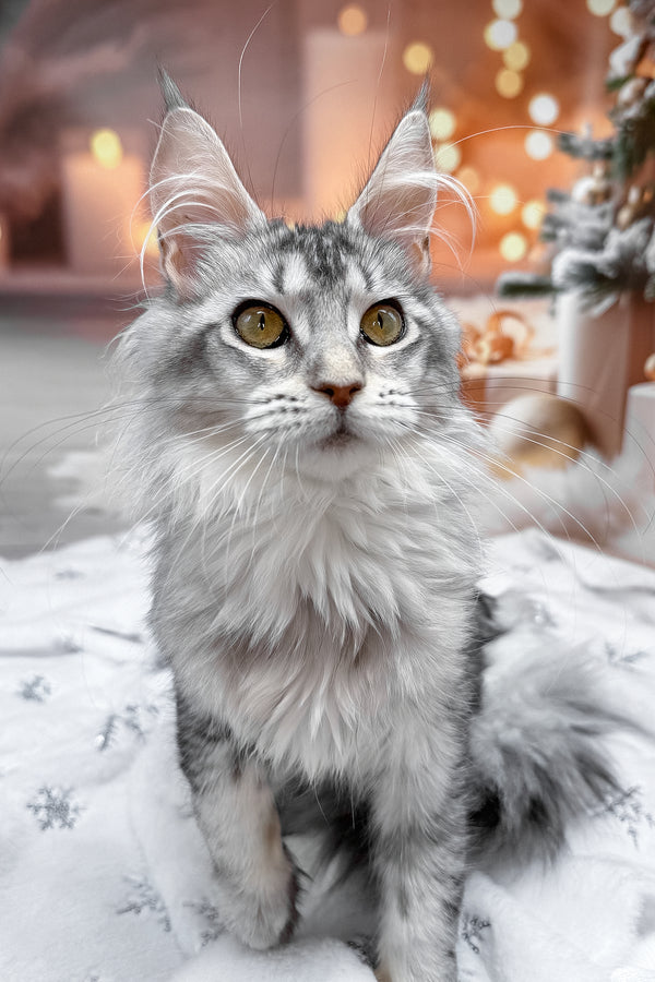 Margo | Maine Coon Kitten