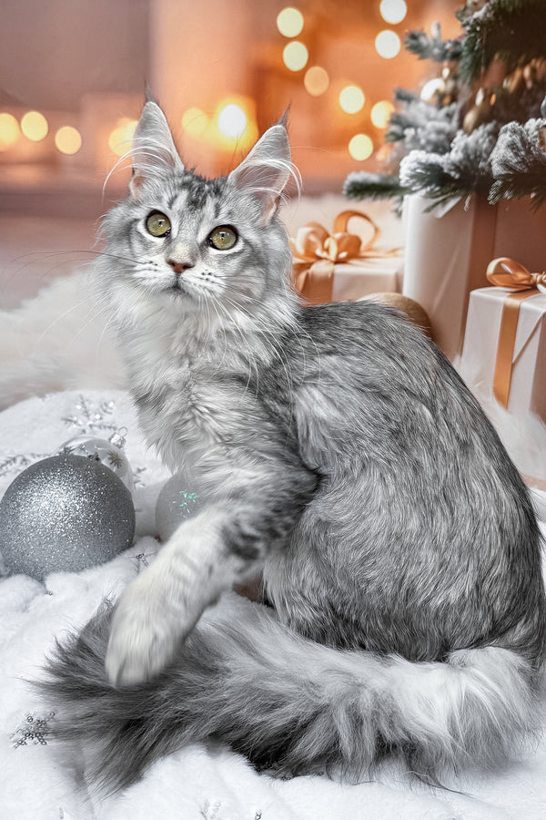 Margo | Maine Coon Kitten