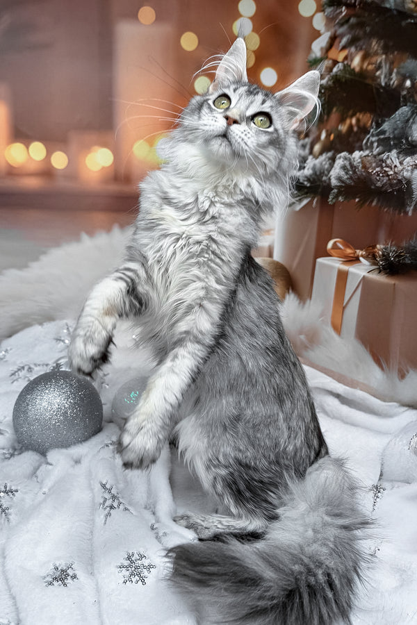 Margo | Maine Coon Kitten