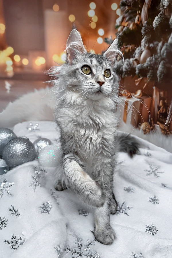 Margo | Maine Coon Kitten