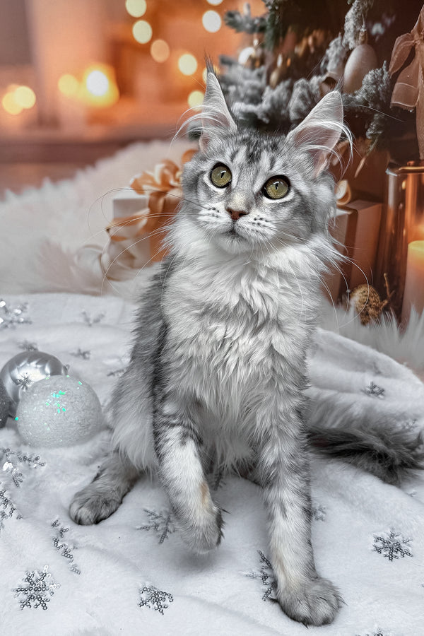 Margo | Maine Coon Kitten