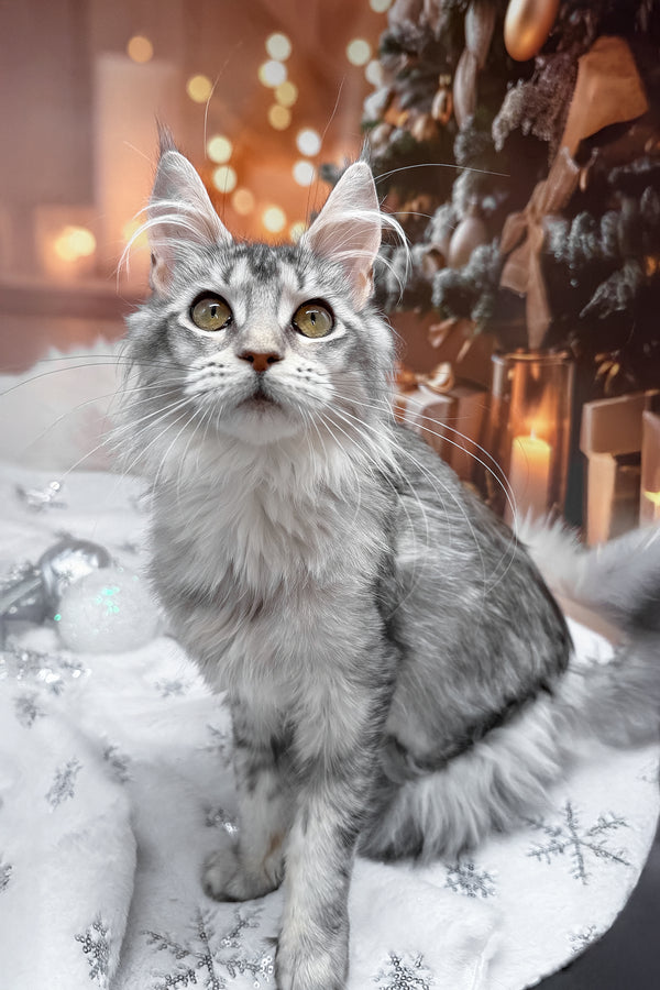 Margo | Maine Coon Kitten