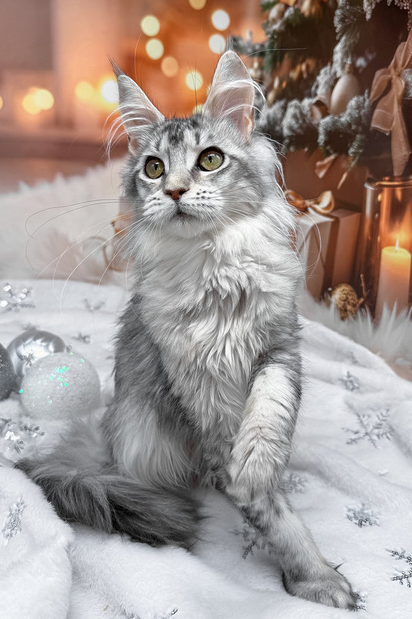 Margo | Maine Coon Kitten