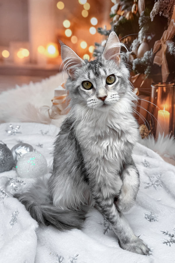 Margo | Maine Coon Kitten