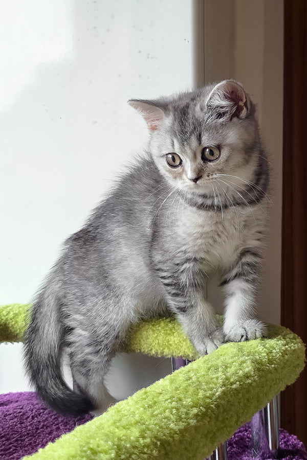 Margo | British Shorthair Kitten