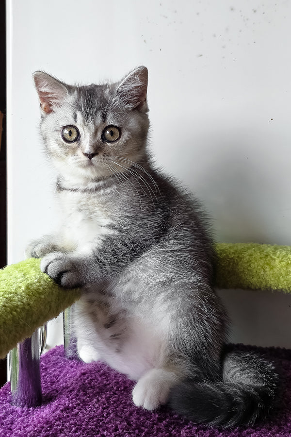 Margo | British Shorthair Kitten