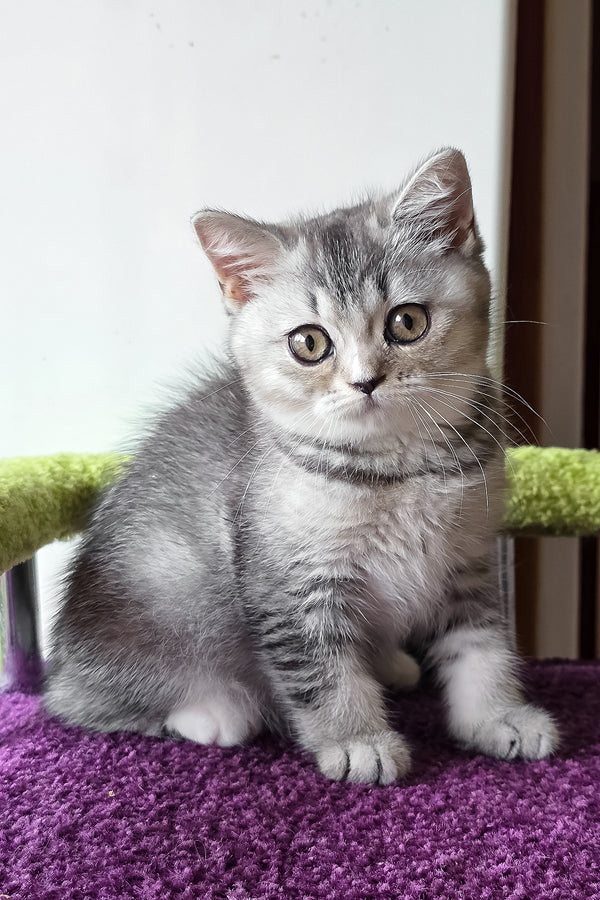 Margo | British Shorthair Kitten