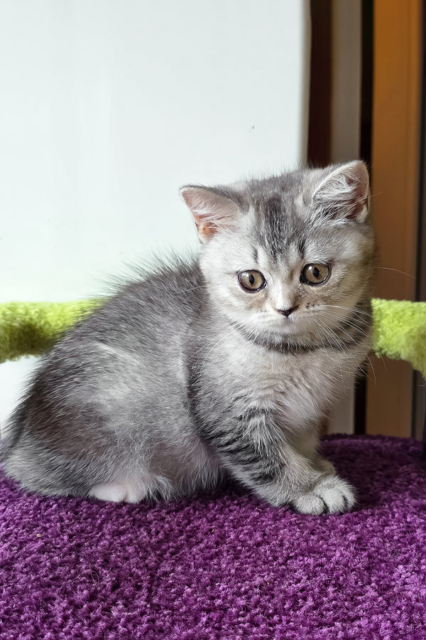 Margo | British Shorthair Kitten