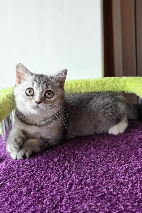 Margo | British Shorthair Kitten