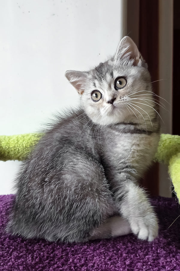 Margo | British Shorthair Kitten