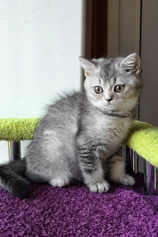 Margo | British Shorthair Kitten