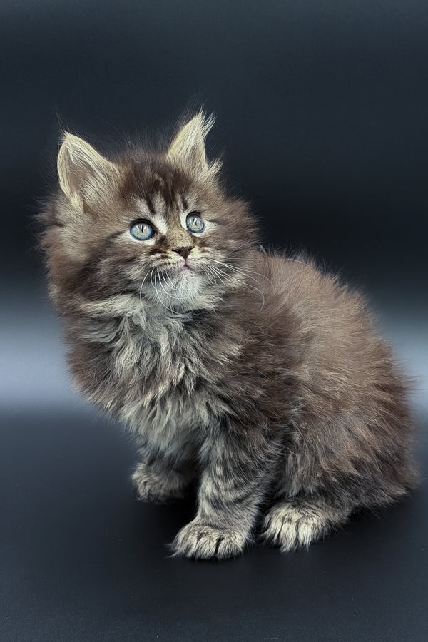 Mari | Maine Coon Kitten