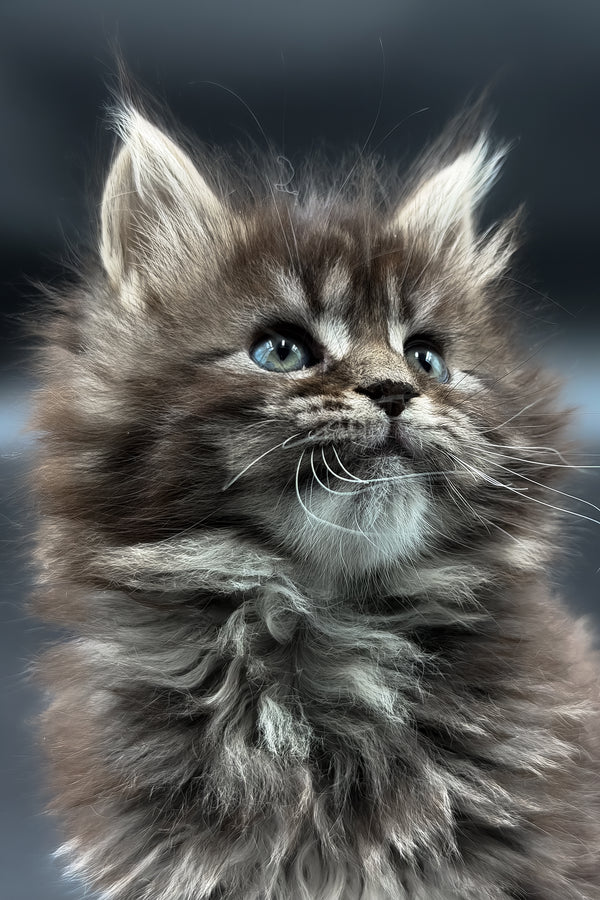 Mari | Maine Coon Kitten