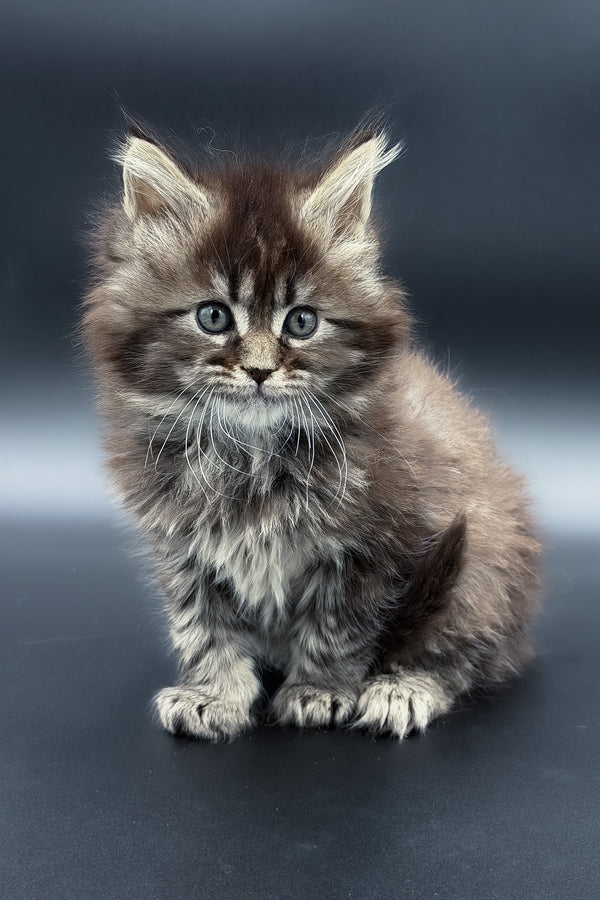 Mari | Maine Coon Kitten