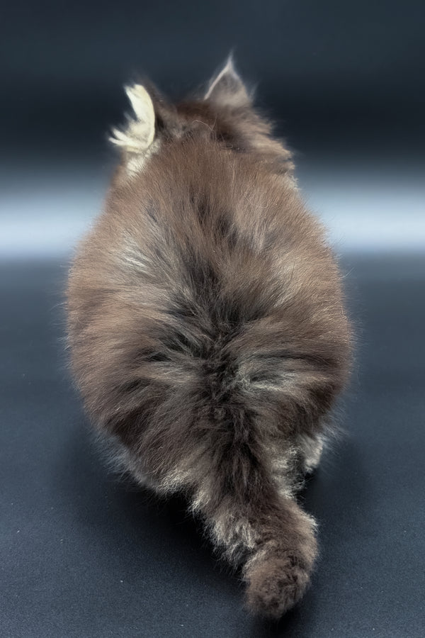 Mari | Maine Coon Kitten