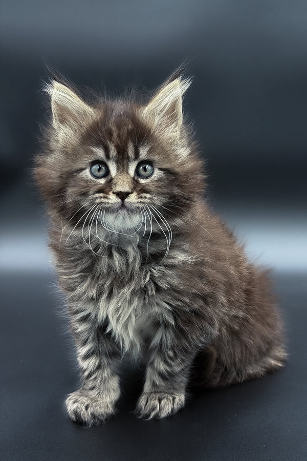 Mari | Maine Coon Kitten