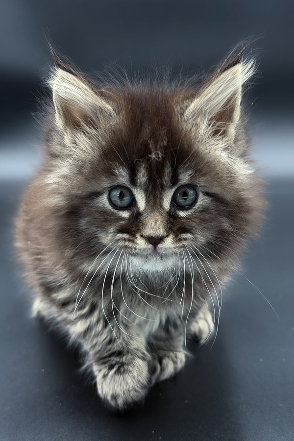 Mari | Maine Coon Kitten