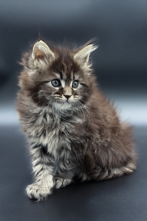 Mari | Maine Coon Kitten