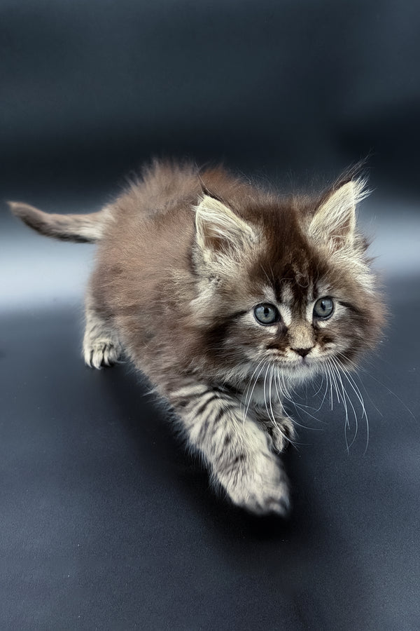 Mari | Maine Coon Kitten