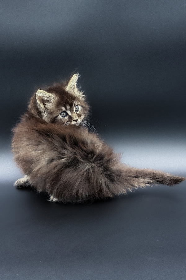 Mari | Maine Coon Kitten