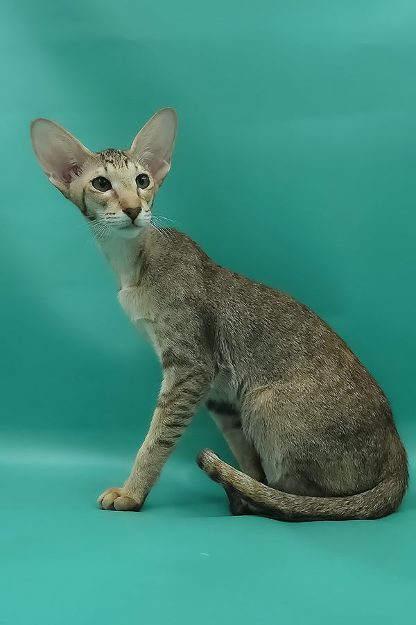 Marian | Oriental Shorthair Kitten