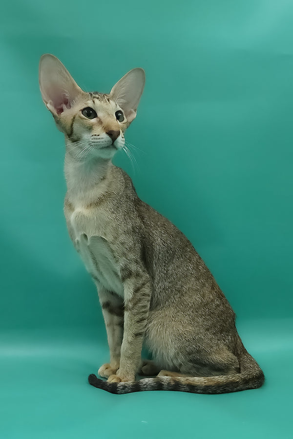 Marian | Oriental Shorthair Kitten