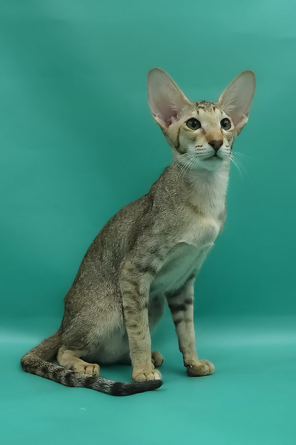 Marian | Oriental Shorthair Kitten
