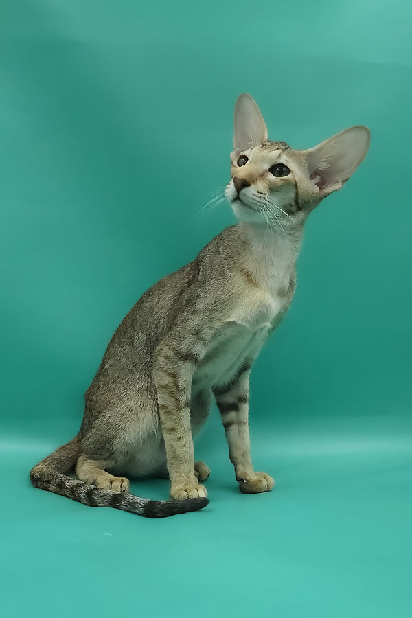 Marian | Oriental Shorthair Kitten
