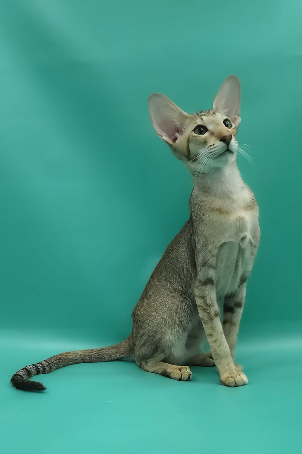 Marian | Oriental Shorthair Kitten
