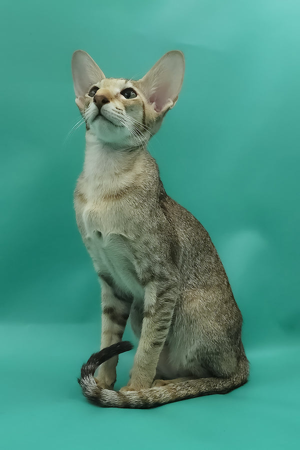 Marian | Oriental Shorthair Kitten
