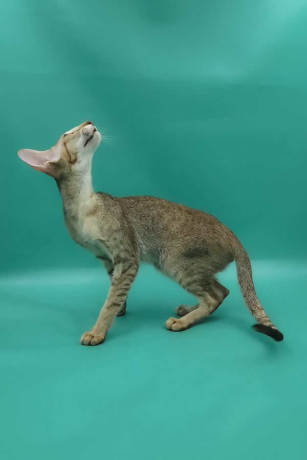 Marian | Oriental Shorthair Kitten