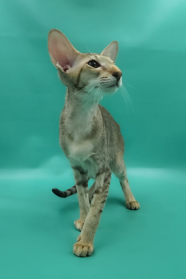 Marian | Oriental Shorthair Kitten