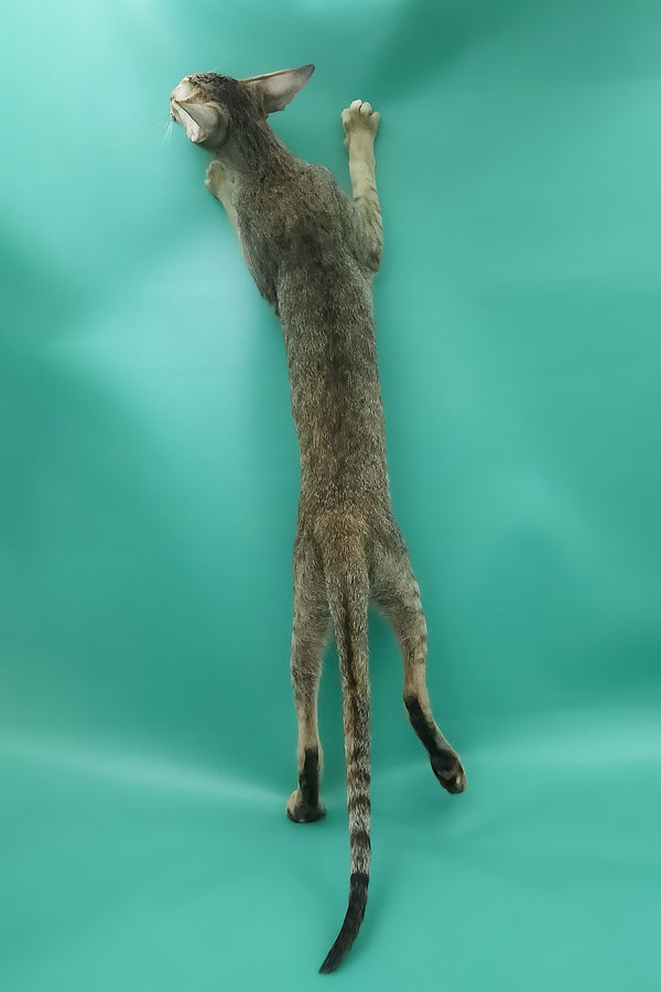 Marian | Oriental Shorthair Kitten