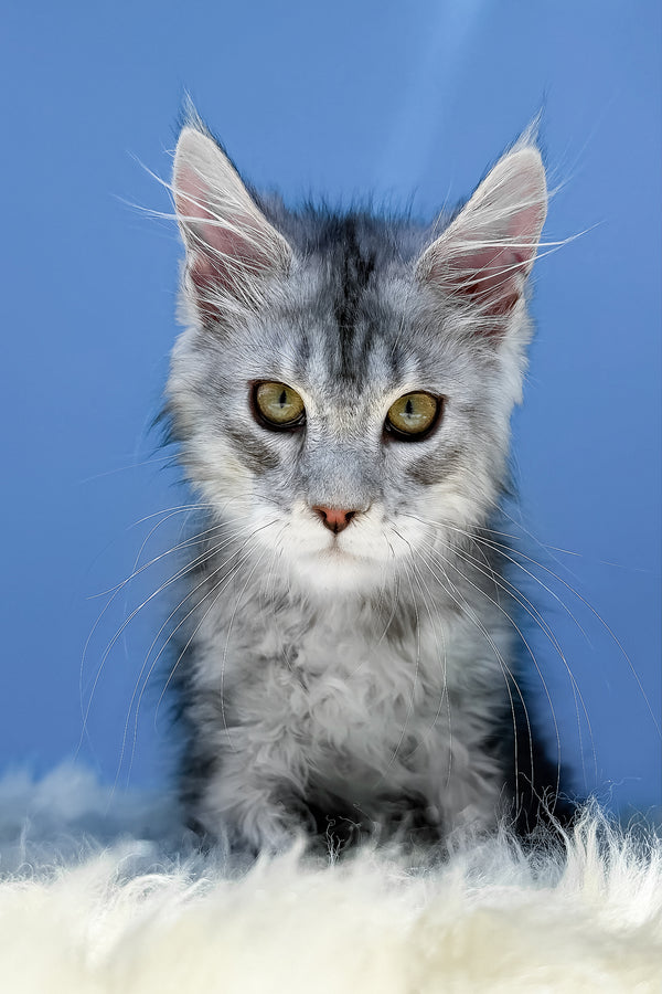 Marik | Maine Coon Kitten