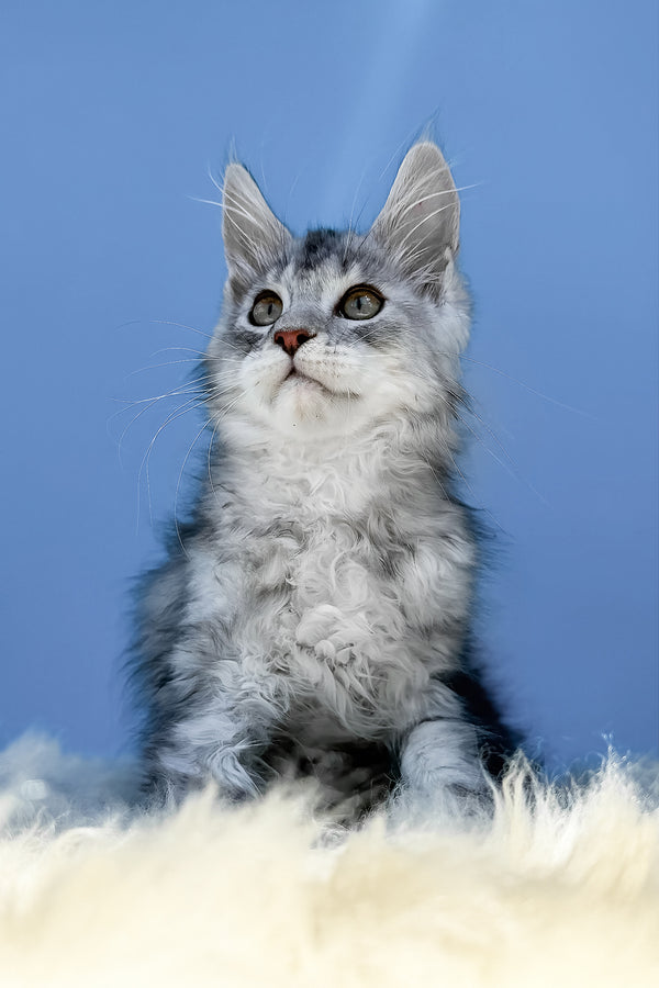 Marik | Maine Coon Kitten